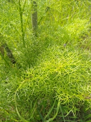 Ferula