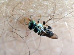 Lepidotrigona terminata