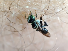 Lepidotrigona terminata