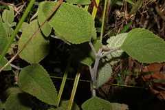 Coleus suaveolens