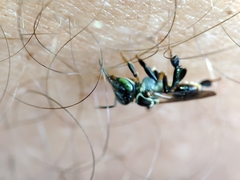 Lepidotrigona terminata