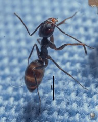 Dorymyrmex