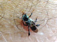 Lepidotrigona terminata