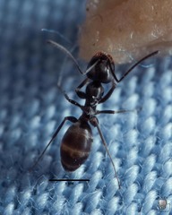 Dorymyrmex