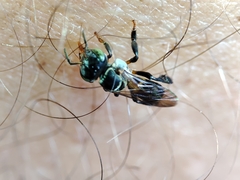 Lepidotrigona terminata