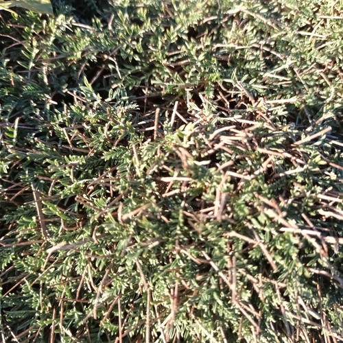 Image of Astragalus balearicus by no rights reserved