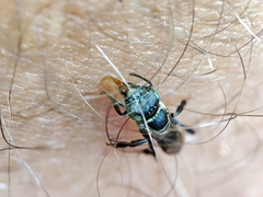 Lepidotrigona terminata