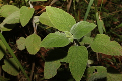 Coleus suaveolens