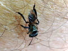 Lepidotrigona terminata
