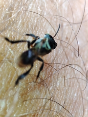 Lepidotrigona terminata