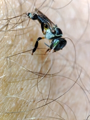 Lepidotrigona terminata