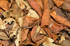 Scincella formosensis