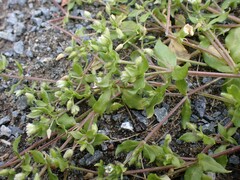 Stellaria media