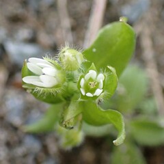 Stellaria media