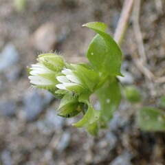 Stellaria media