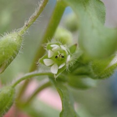 Stellaria media