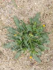 Calendula