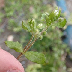 Stellaria media