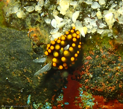 Stiliger aureomarginatus
