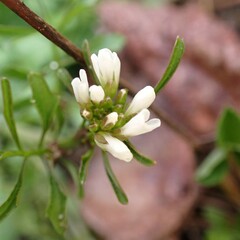 Cardamine