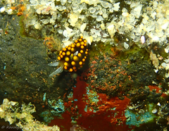 Stiliger aureomarginatus