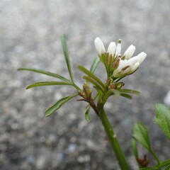 Cardamine