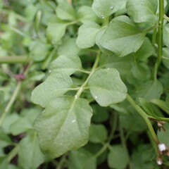 Cardamine