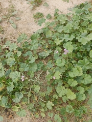 Brassica tournefortii