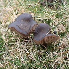 Entoloma sericeum