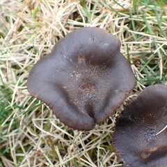 Entoloma sericeum