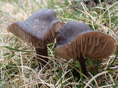 Entoloma sericeum