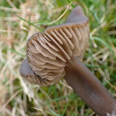 Entoloma sericeum