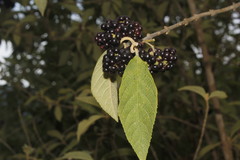 Callicarpa acuminata