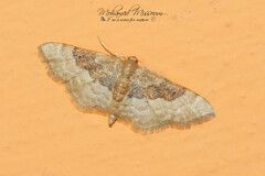 Idaea completa