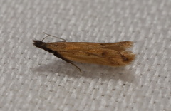 Dichomeris acuminatus