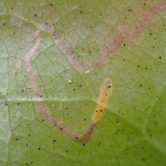 Stigmella