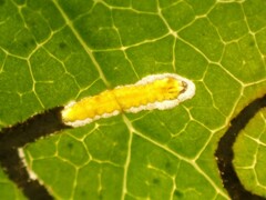 Stigmella