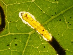 Stigmella