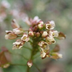 Capsella bursa-pastoris