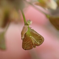 Capsella bursa-pastoris