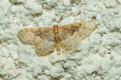 Idaea completa