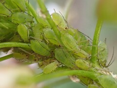 Aphididae