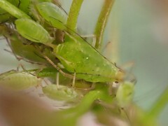 Aphididae