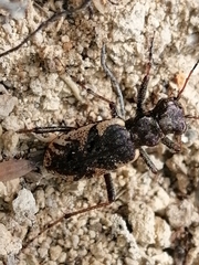 Neocicindela