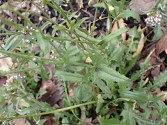 Capsella bursa-pastoris