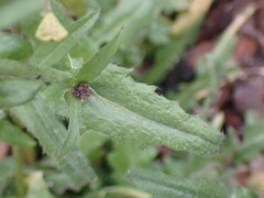 Capsella bursa-pastoris
