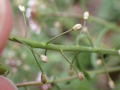 Capsella bursa-pastoris