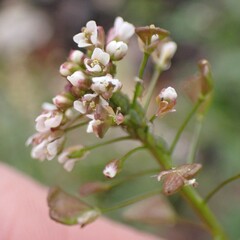 Capsella bursa-pastoris