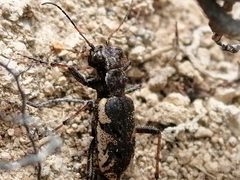 Neocicindela