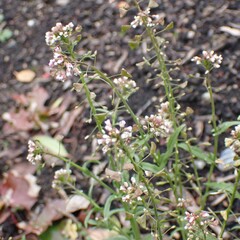Capsella bursa-pastoris